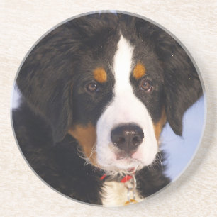 Cute Bernese mountain dog Coaster