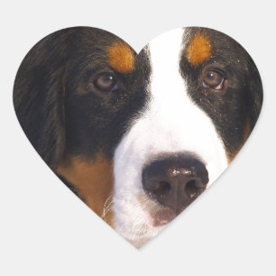 Cute Bernese mountain dog Heart Sticker
