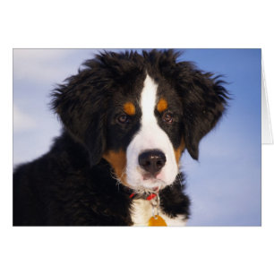 Cute Bernese Mountain Dog Puppy Picture