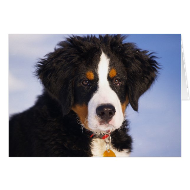 Cute Bernese Mountain Dog Puppy Picture (Front Horizontal)