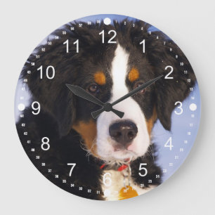Cute Bernese Mountain Dog Puppy Picture Large Clock