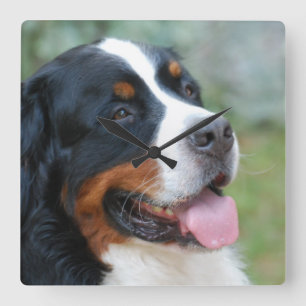 Cute Bernese Wall Clock