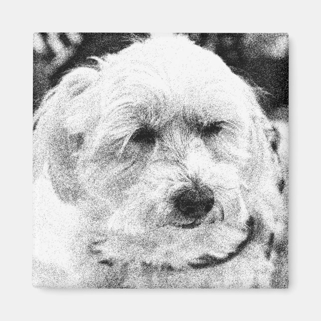 Cute Bichon Dog Face Sketch Favourite Breed  Magnet (Front)