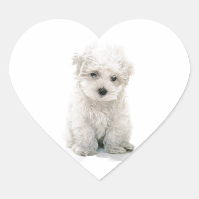 Cute Bichon Frise Stickers (Front)