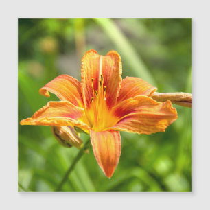 Cute big Lily flower photo
