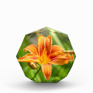 Cute big Lily flower photo Block