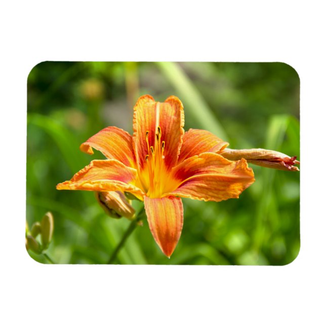 Cute big Lily flower photo Magnet (Horizontal)