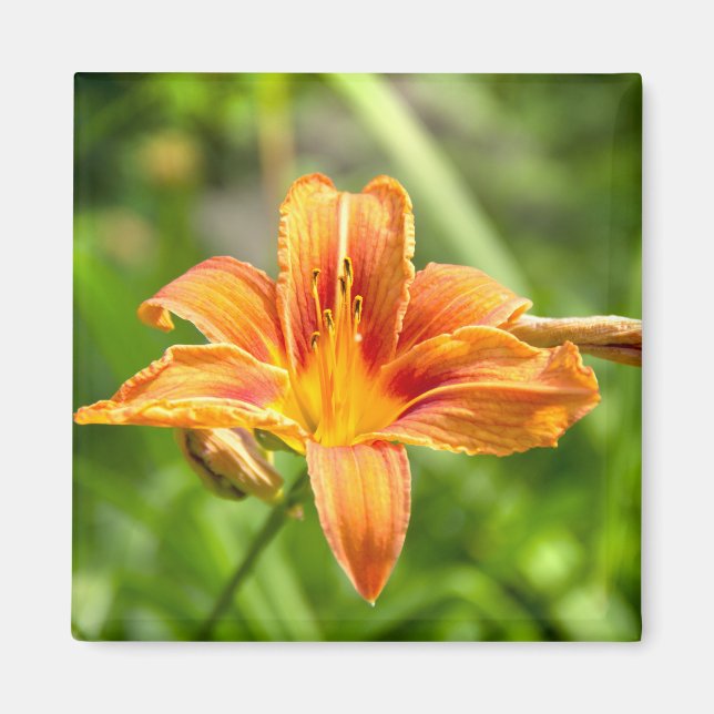 Cute big Lily flower photo Magnet (Front)