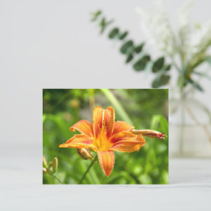 Cute big Lily flower photo Postcard
