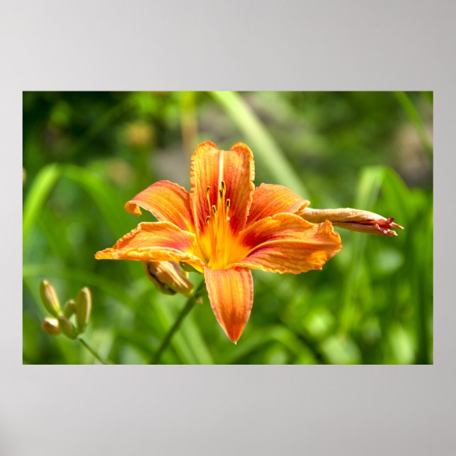 Cute big Lily flower photo Poster (Front)