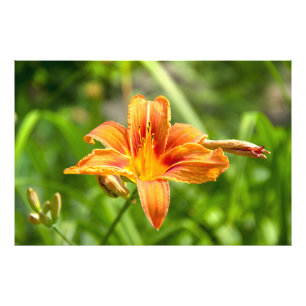 Cute big Lily flower photo Print