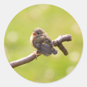 Cute bird classic round sticker