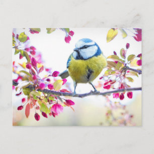 Cute Bird Postcard