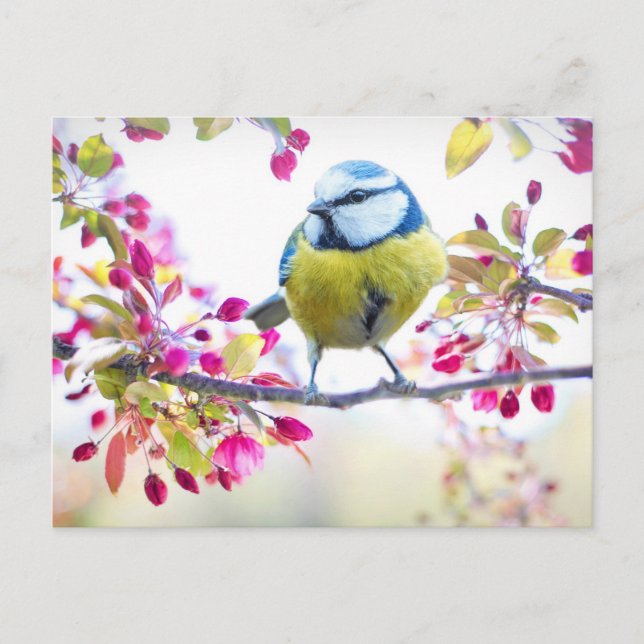 Cute Bird Postcard (Front)