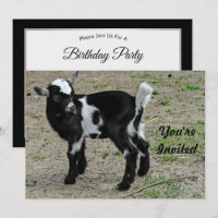 Cute Black and White Baby Goat Photo Birthday
