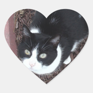 Cute Black and White Green Eyed Cat Stickers