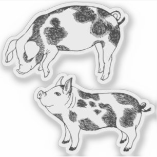 Cute black and white hand drawn pig with cow spots