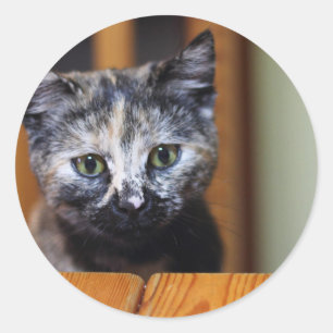 Cute Black and White Kitten Classic Round Sticker
