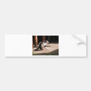 Cute Black and White Kitten Scratching Bumper Sticker