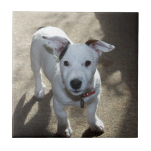 Cute Black And White Of Jack Russell Puppy Ceramic Tile