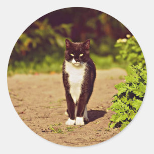Cute Black and White Tuxedo Cat Photo Classic Round Sticker