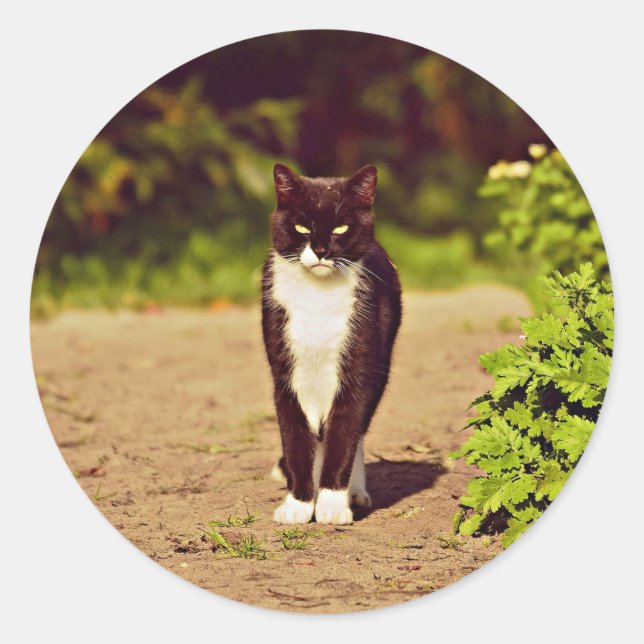 Cute Black and White Tuxedo Cat Photo Classic Round Sticker (Front)