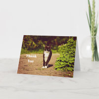 Cute Black and White Tuxedo Cat Photo Thank You