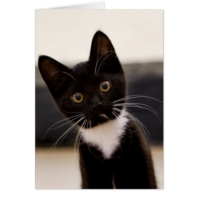 Cute Black And White Tuxedo Kitten (Front)