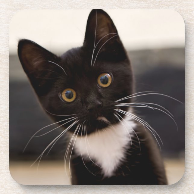 Cute Black And White Tuxedo Kitten Coaster (Front)