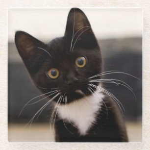 Cute Black And White Tuxedo Kitten Glass Coaster
