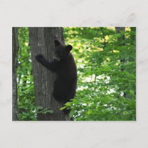 Cute Black Bear Cub Climbing On The Tree In Forest Postcard