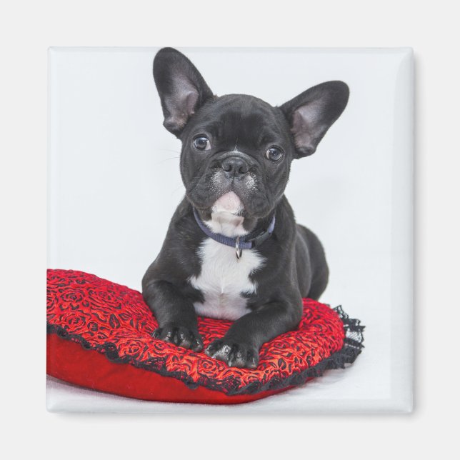 Cute Black BULLDOG Puppy Customisable Magnet (Front)