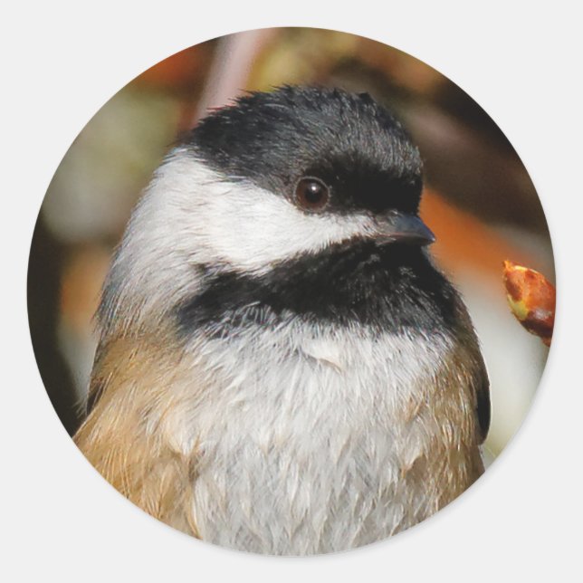 Cute Black-Capped Chickadee in the Tree Classic Round Sticker (Front)