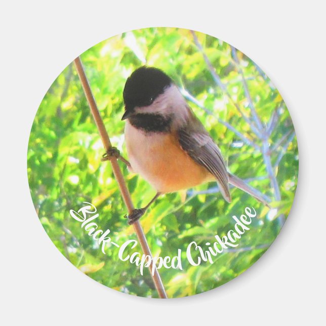 Cute Black Capped Chickadee Wild Birds Nature Magnet (Front)