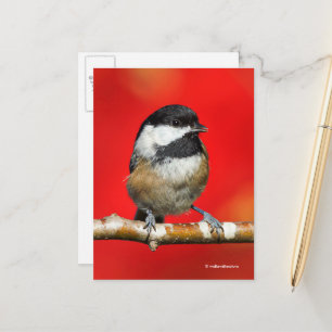 Cute Black-Capped Chickadee with Red Autumn Leaves Postcard