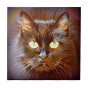 cute black cat ceramic tile