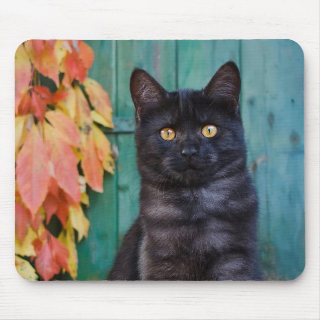Cute Black Cat Kitten with Red Leaves Blue Door -- Mouse Pad (Front)