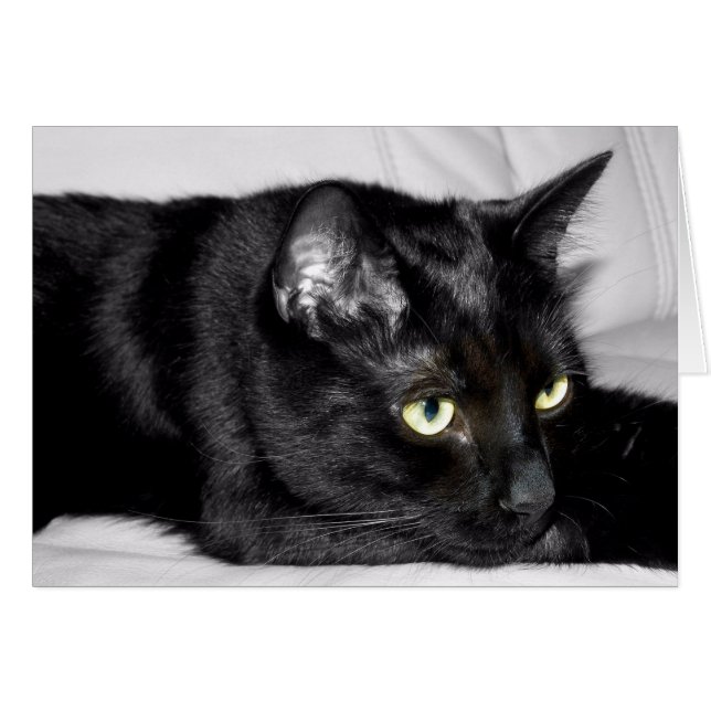 Cute Black Cat Portrait (Front Horizontal)