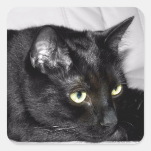 Cute Black Cat Portrait Square Sticker