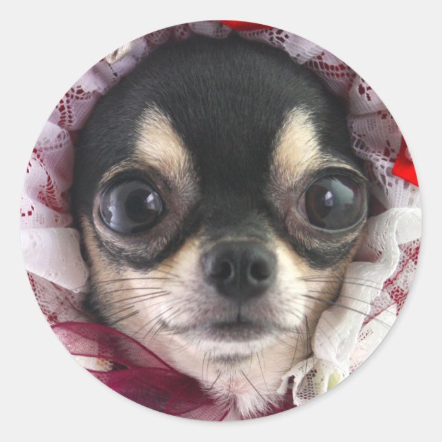 Cute Black Chihuahua Dog Face Classic Round Sticker (Front)