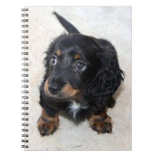 Cute black Dachshund Puppy Dog Notebook