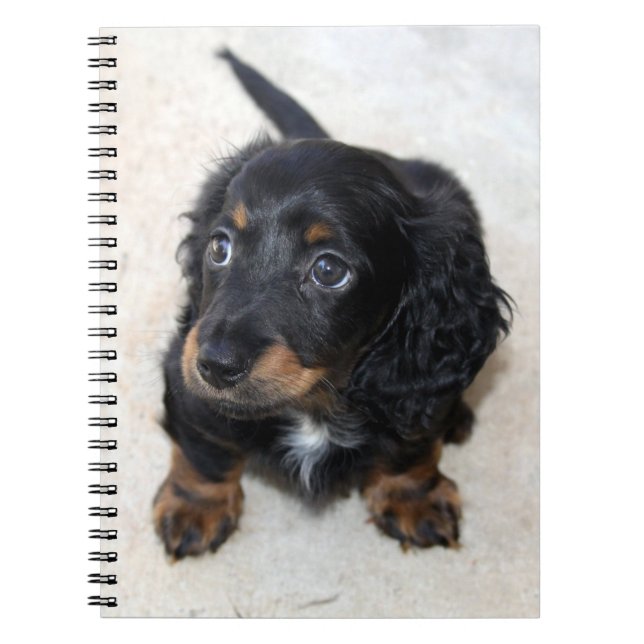 Cute black Dachshund Puppy Dog Notebook (Front)