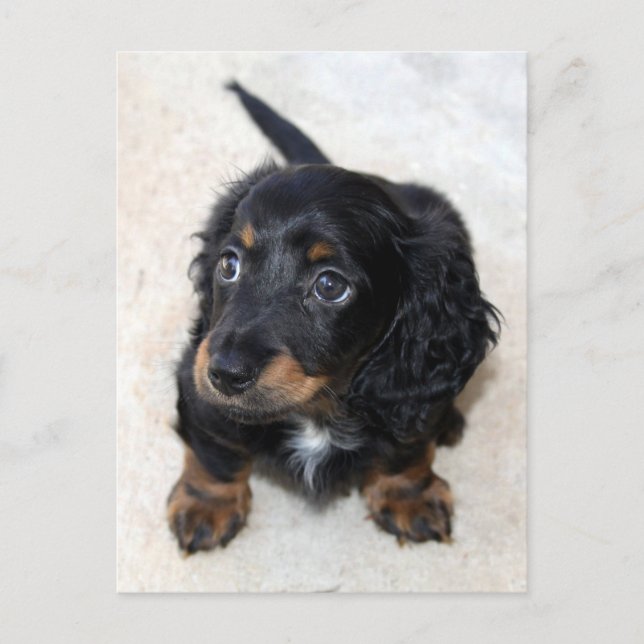 Cute black Dachshund Puppy Dog Postcard (Front)