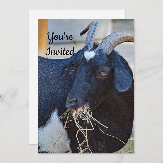 Cute Black Goat Photo Birthday Invitation (Front/Back)