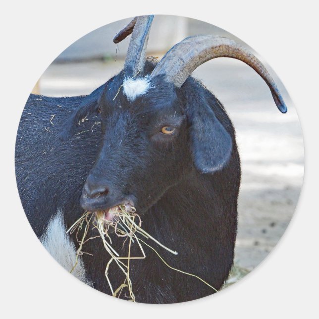 Cute Black Goat Photo Classic Round Sticker (Front)