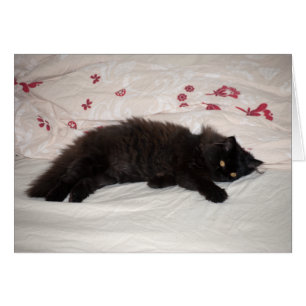 Cute Black Kitten
