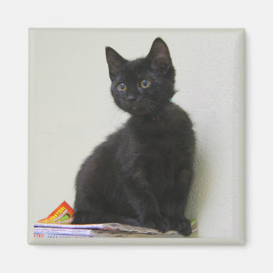 Cute Black Kitten Magnet