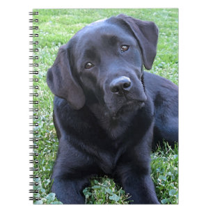 Cute Black Lab Labrador Retriever Dog Notebook