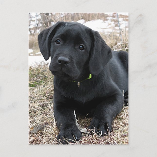 Cute Black Labrador Puppy - Happy Dog Black Lab Postcard (Front)