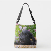 Cute Black Labrador Retriever Dog Puppy Pet Photo